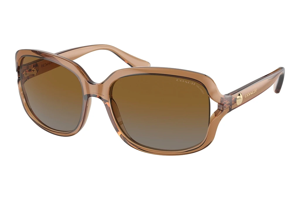 Coach   HC8169 5561T5 Brown Grey Gradient PolarTransparent Brown